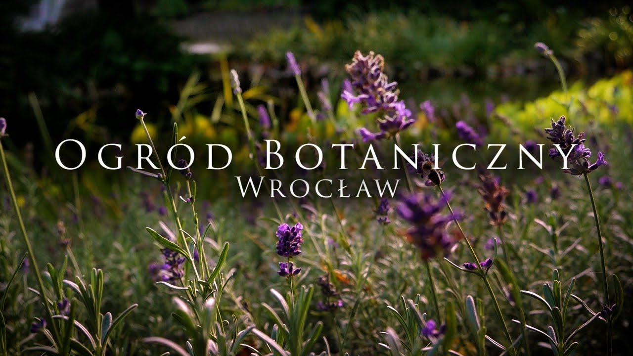 Ogród Botaniczny Wrocław ★ Strefa "ZEN" ⛩️ w Centrum Miasta ★ Walking Tour
