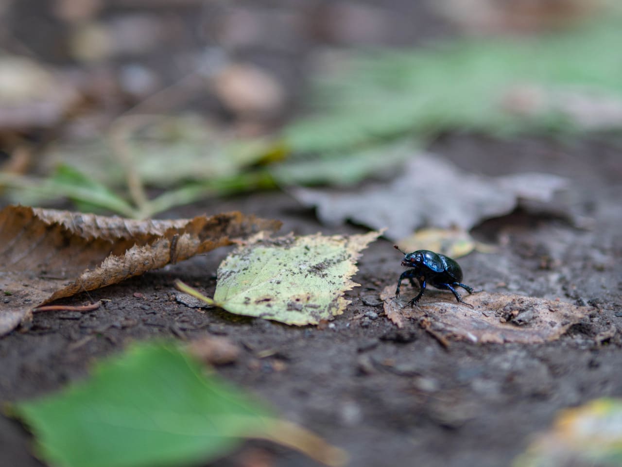 Park Krajobrazowy Chełmy Pogórze Kaczawskie Kraina Wygasłych Wulkanów Przyroda Natura Gdzie Na Weekend Dolny Śląsk