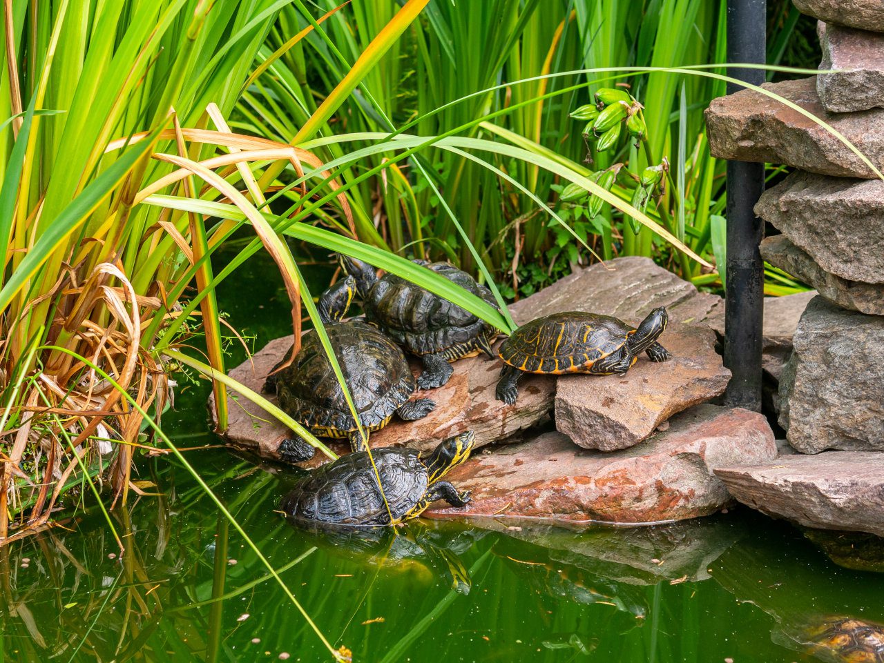 Kaszuby żółwie na kamieniu