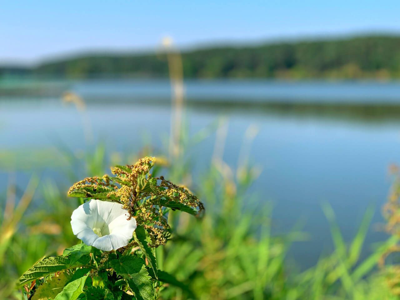 kwiat jezioro