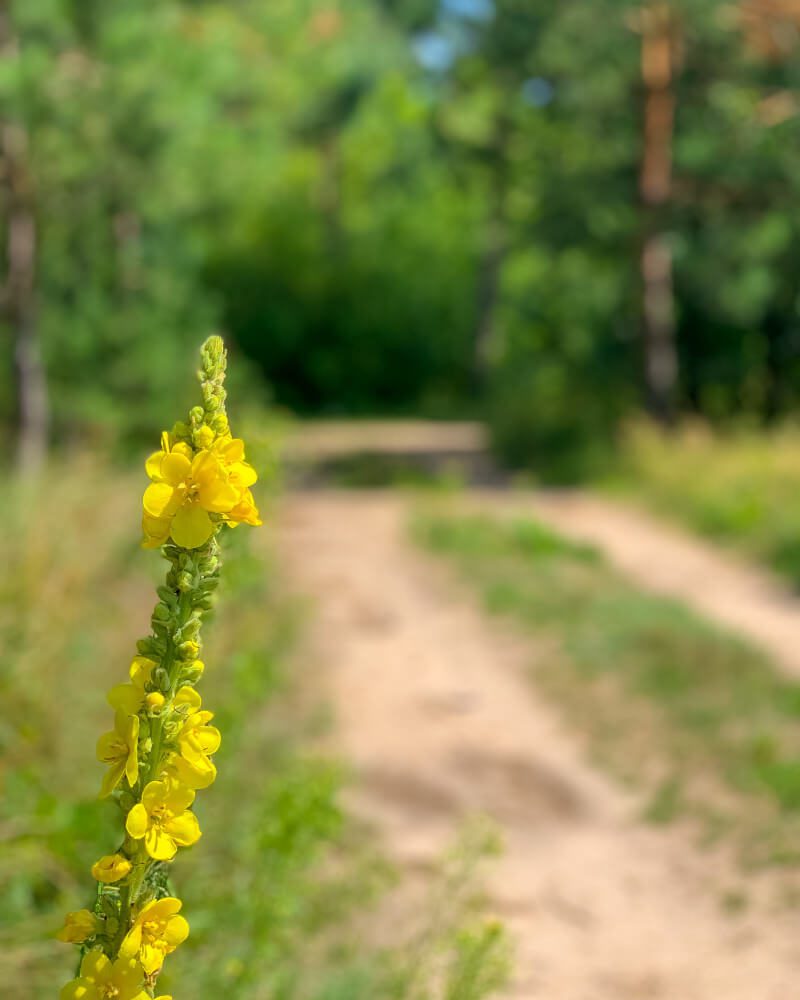 Mazowsze żółty kwiat droga
