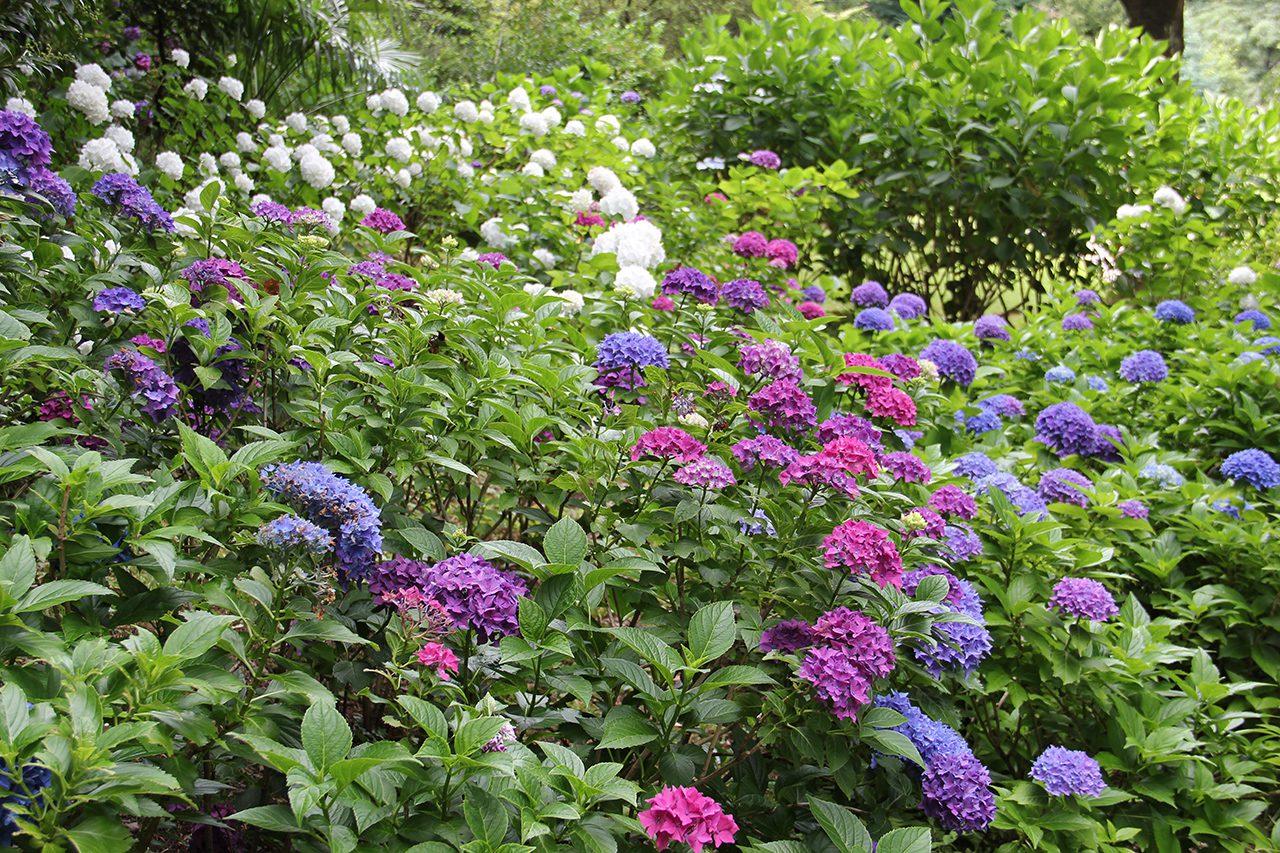 kwiaty ogród botaniczny
