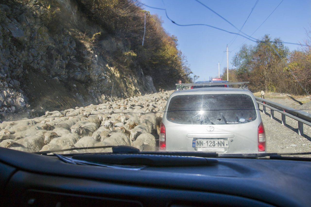 Gruzja droga do Stepancmindy owce na drodze