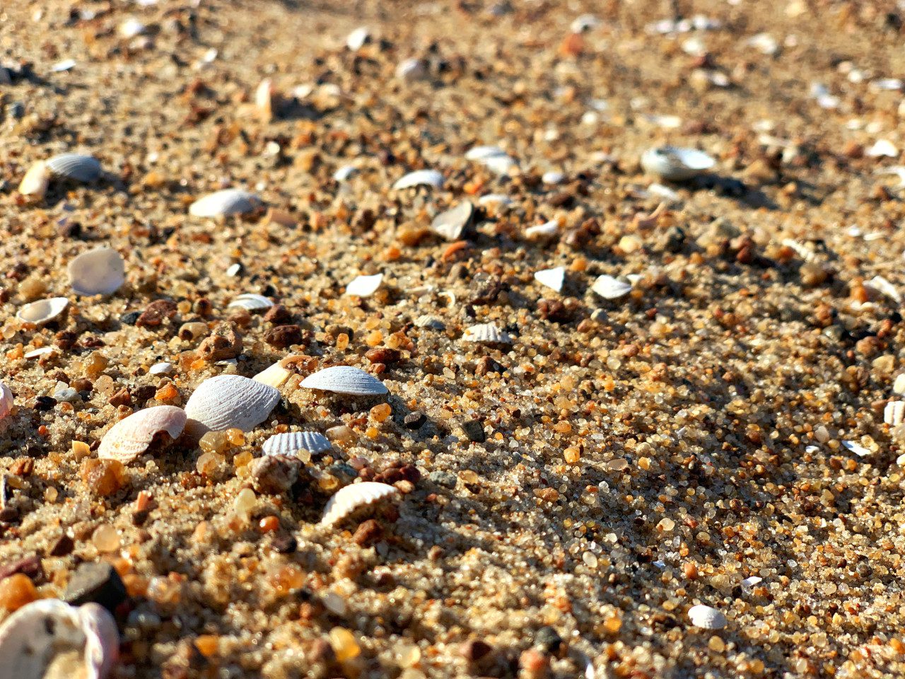 plaża piasek muszelki