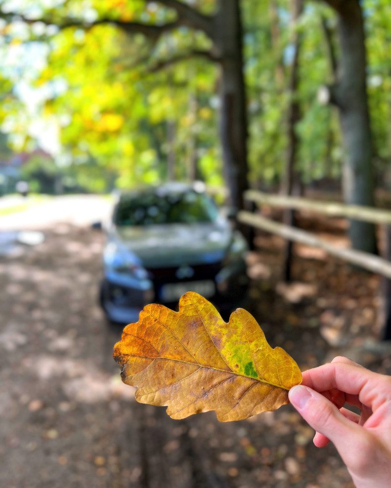 Półwysep Helski samochód jesienny liść
