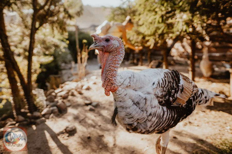 Papugarnia Mazury i Mini Zoo
