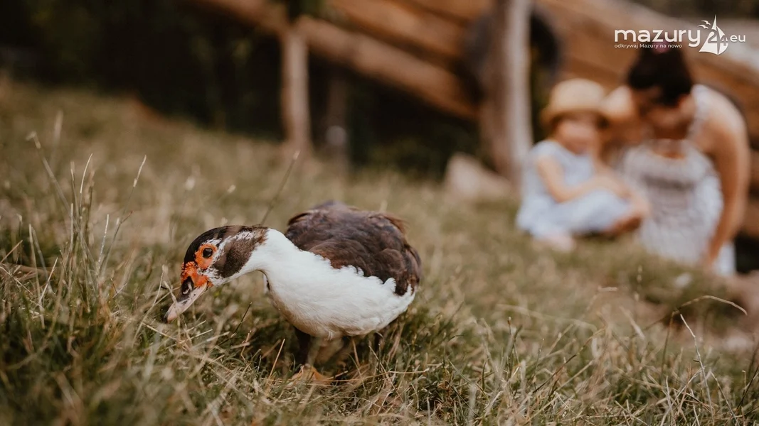Papugarnia Mazury i Mini Zoo