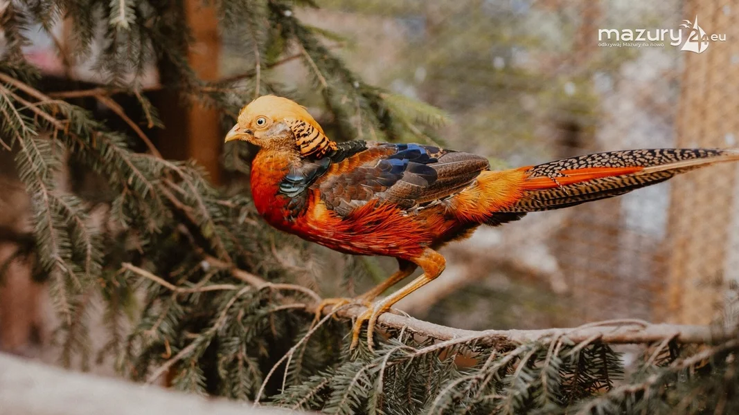 Papugarnia Mazury i Mini Zoo
