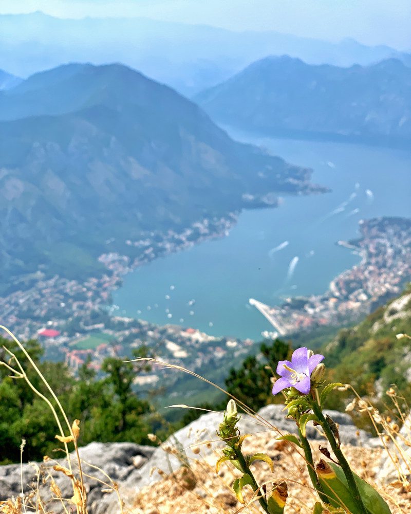 Czarnogóra kwiat Zatoka Kotorska