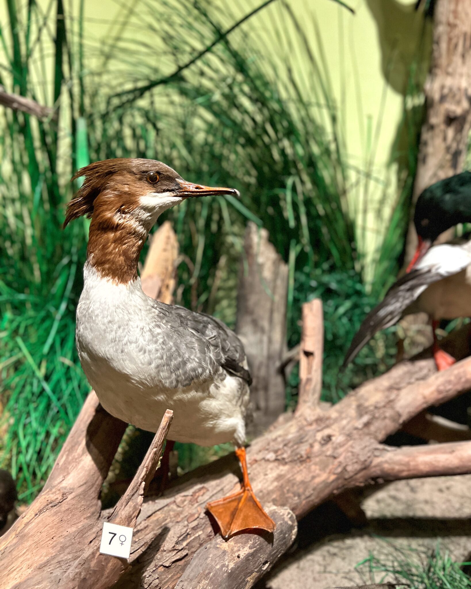 Zamek w Kwidzynie wystawa przyrodnicza ptak