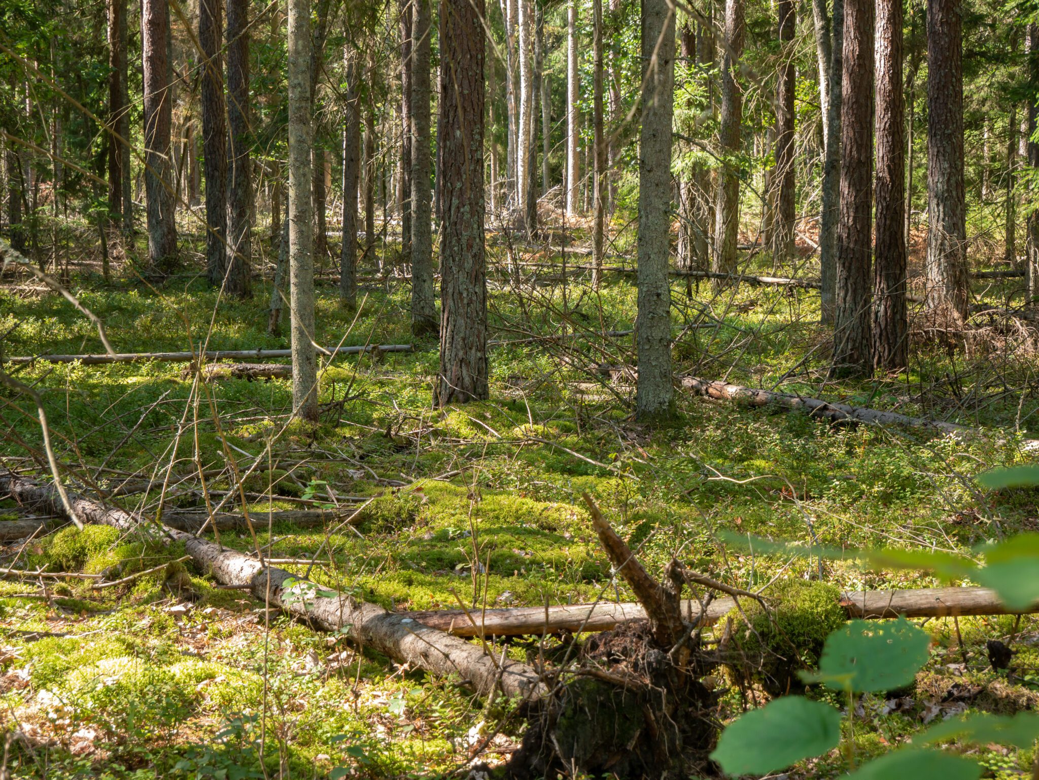 las w Puszczy Białowieskiej