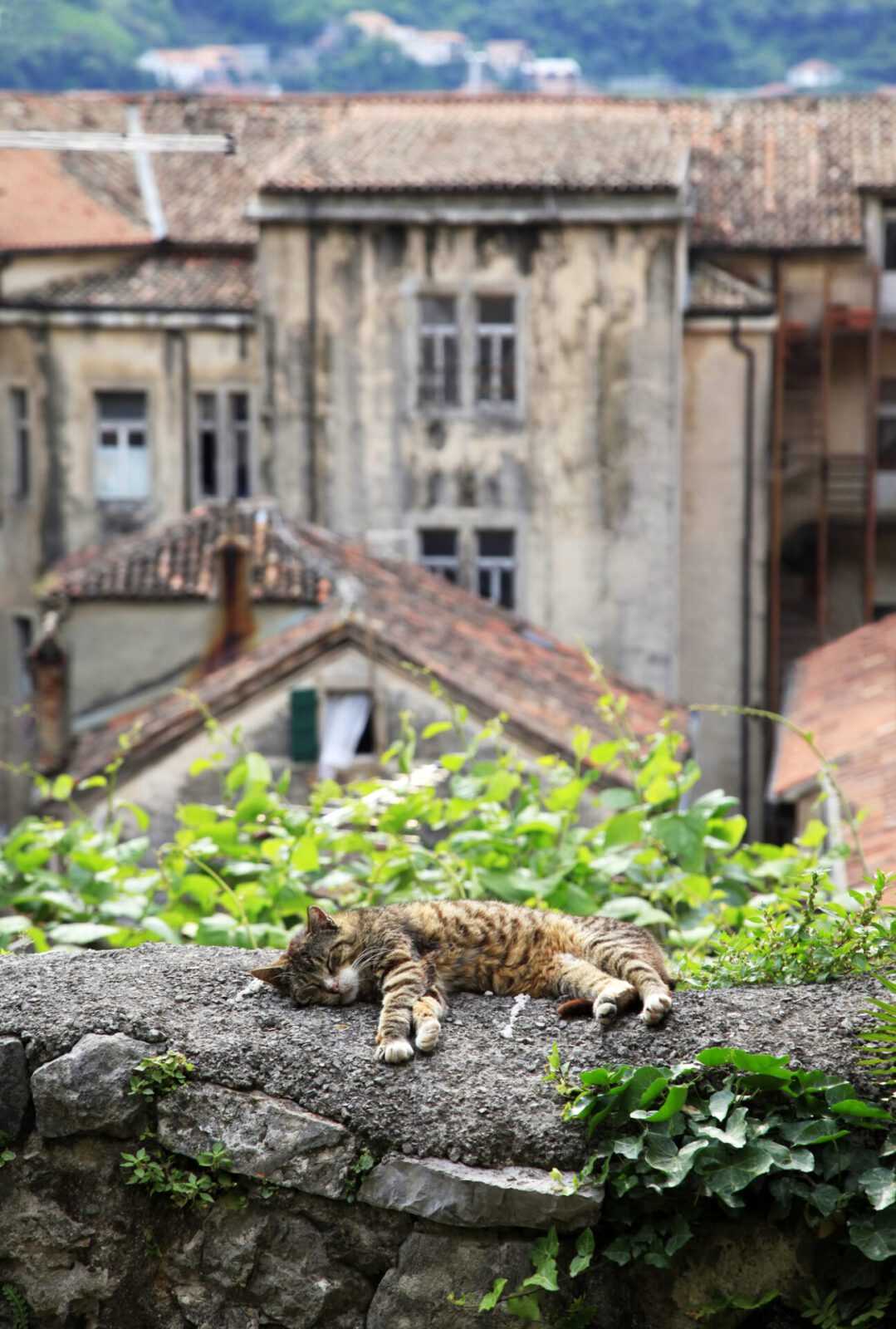 Czarnogóra Kotor kot leżący na murku