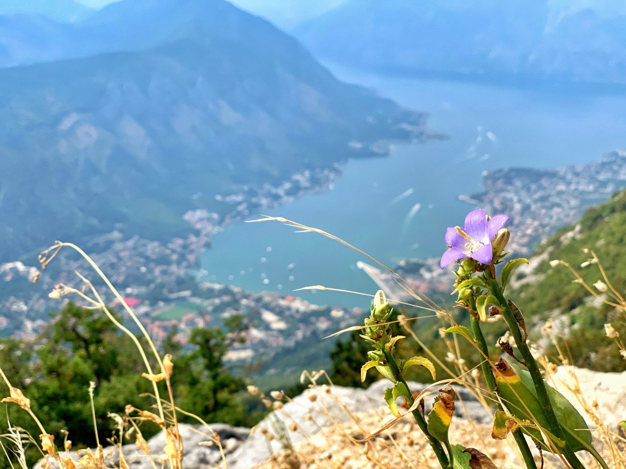 Czarnogóra Boka Kotorska kwiatek