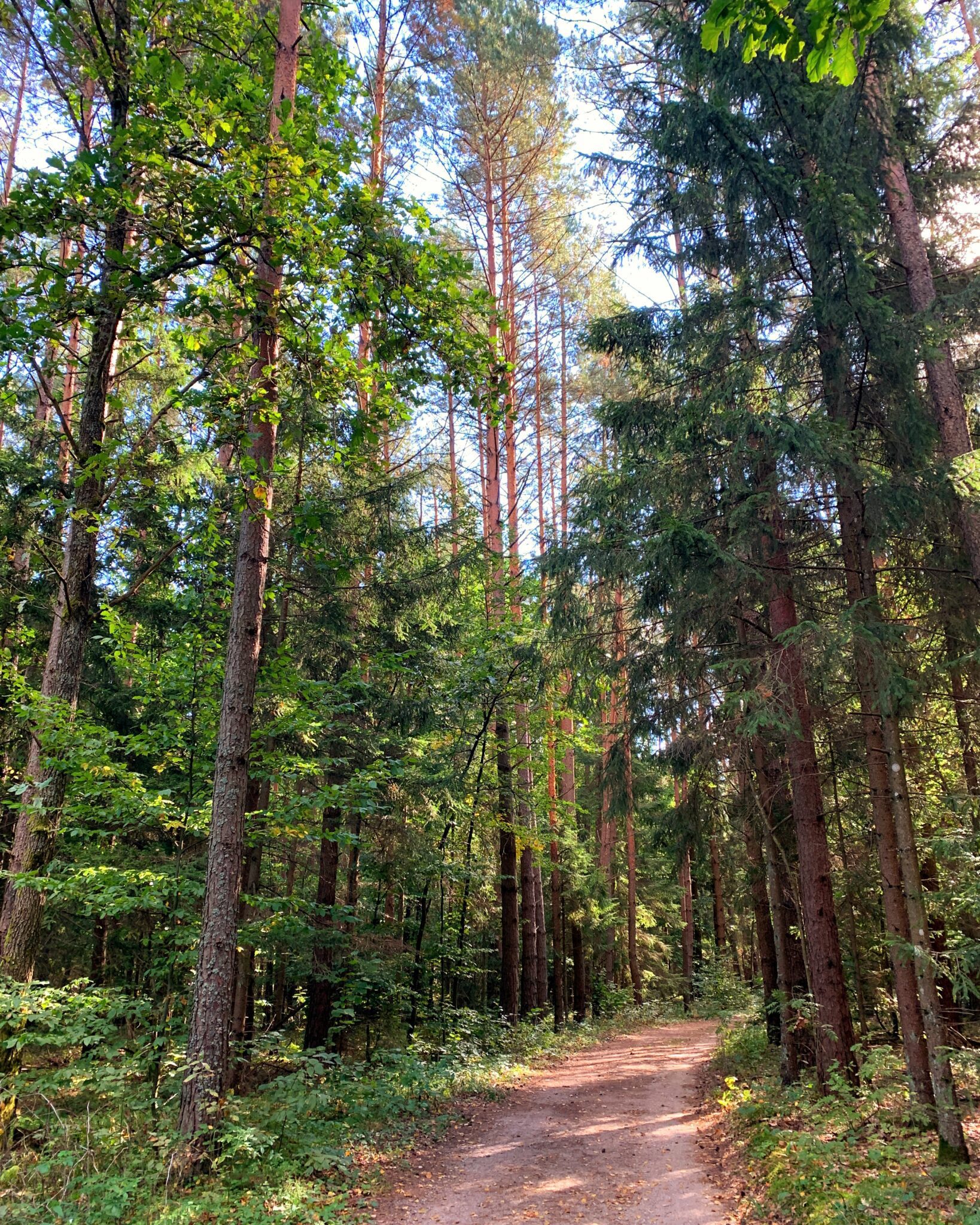 Las w Puszczy Białowieskiej