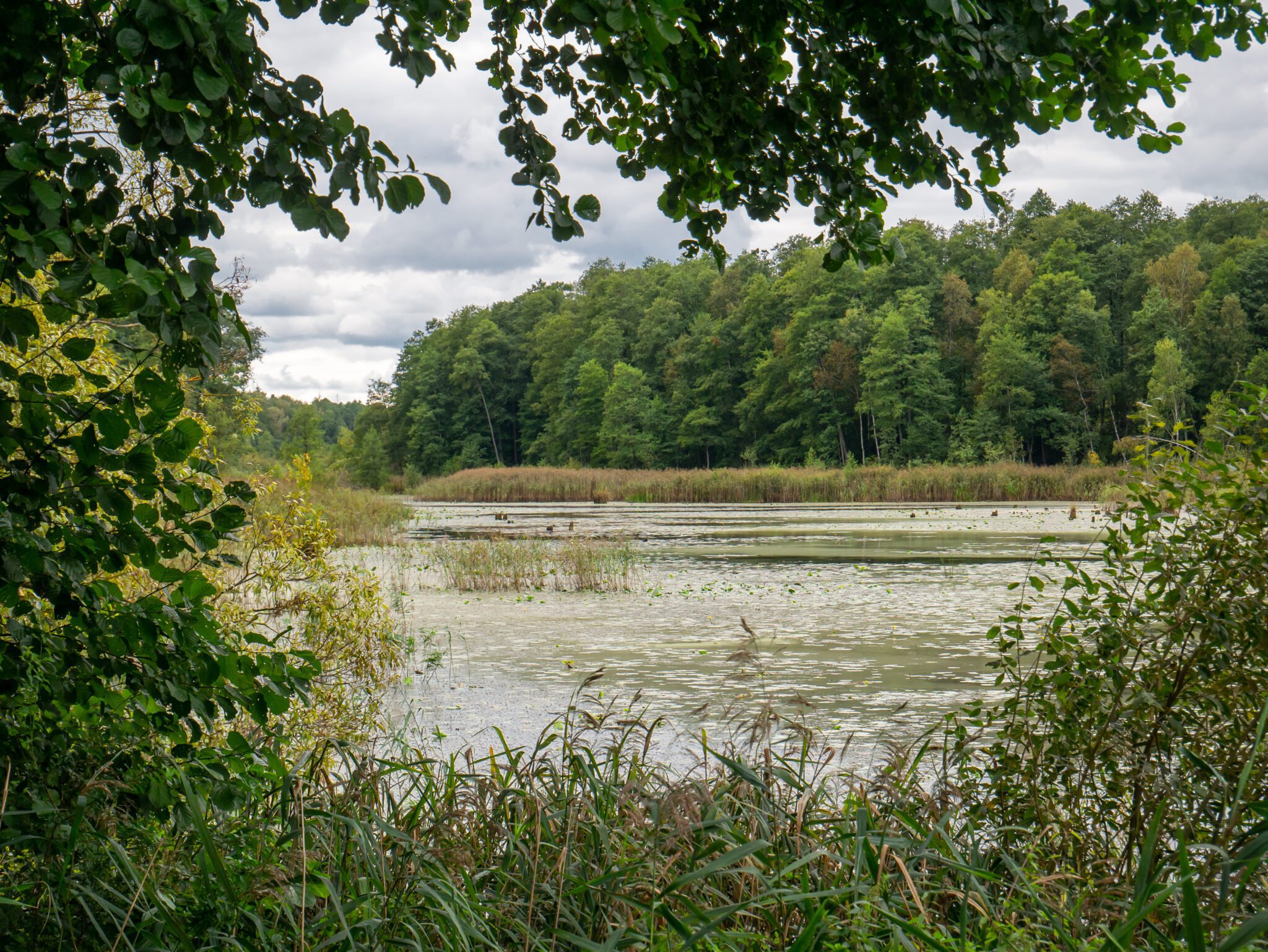 Puszcza Białowieska Białowieża na jeden dzień na weekend plan zwiedzania blog podróżniczy