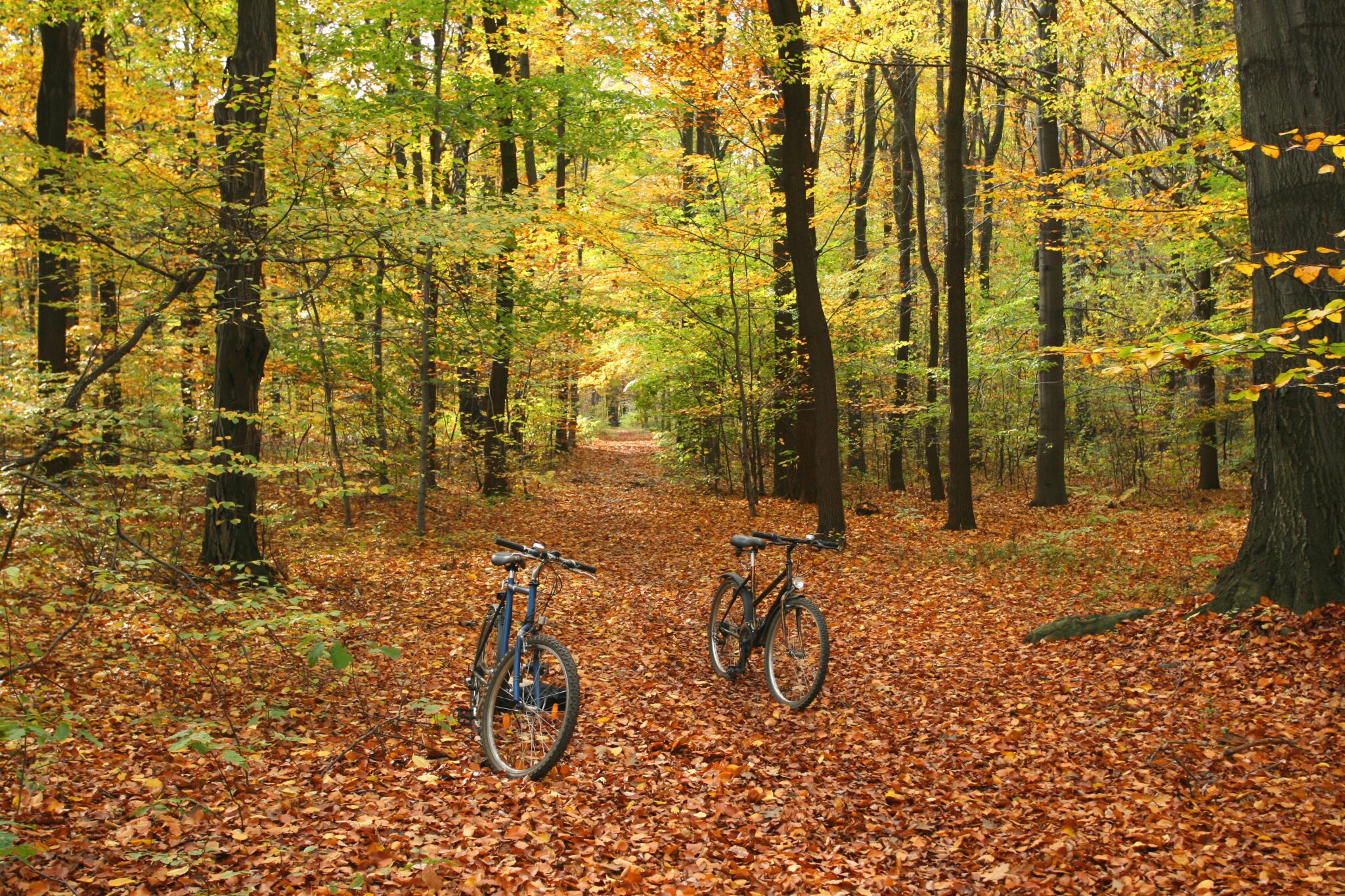 rowery w lesie jesień