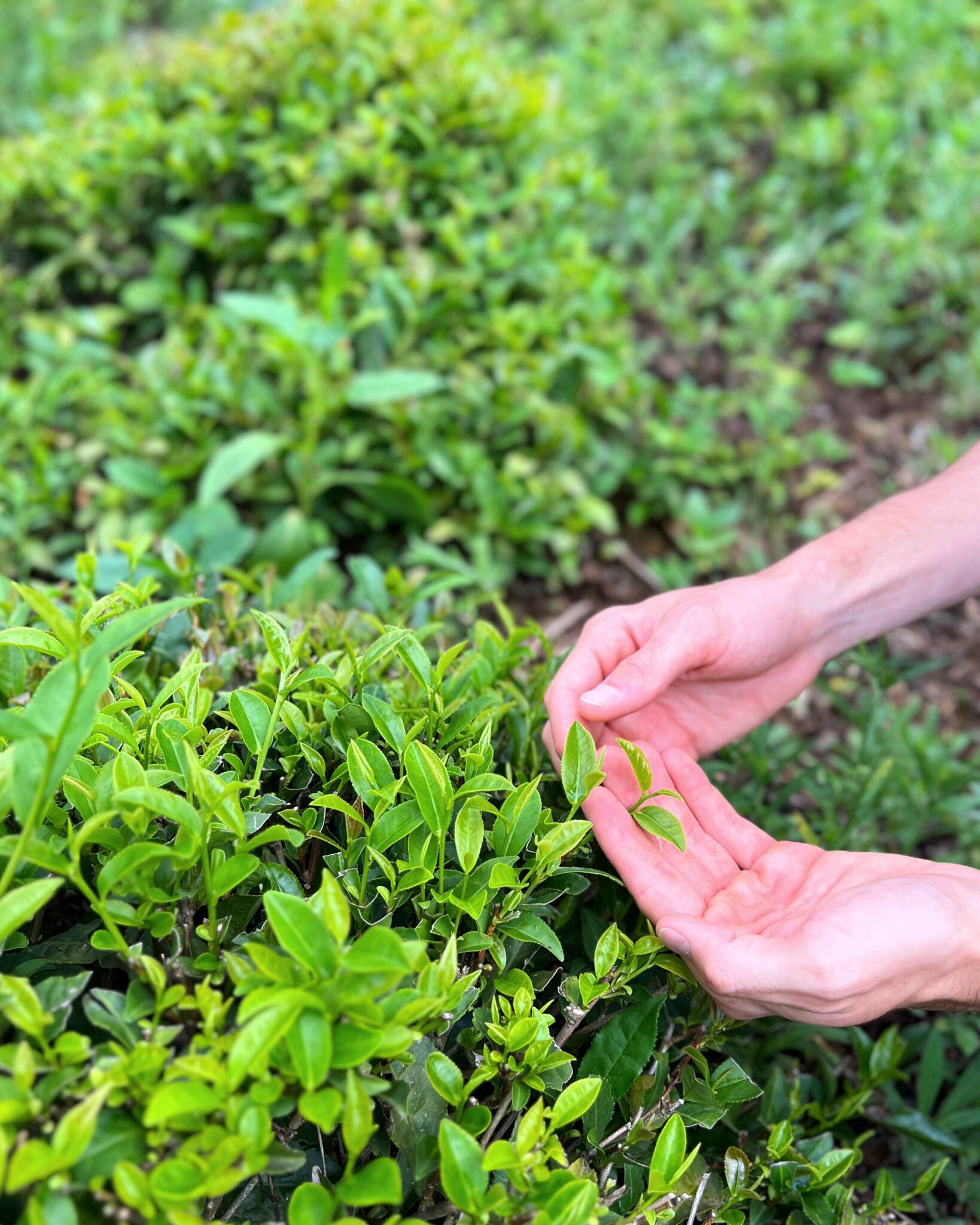 Gruzja Guria herbata liście