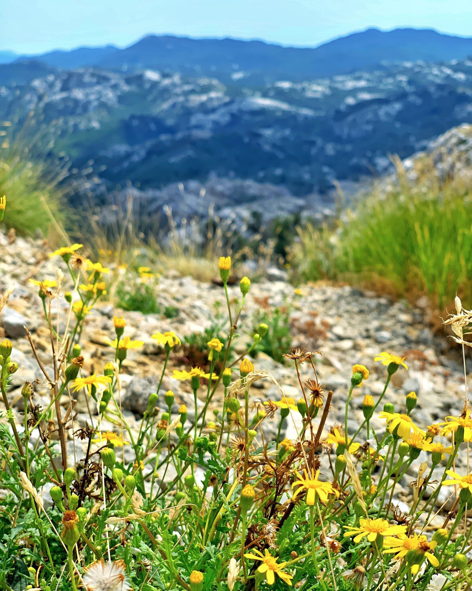 Czarnogóra Park Narodowy Lovćen góry kwiaty