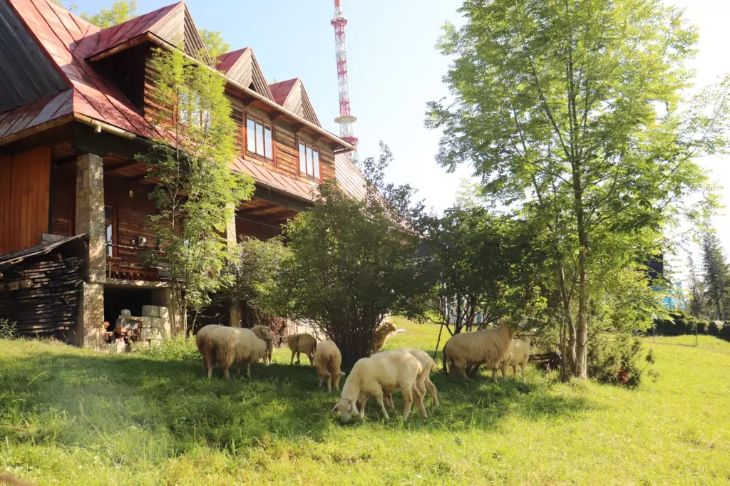 Zakopane domek owca