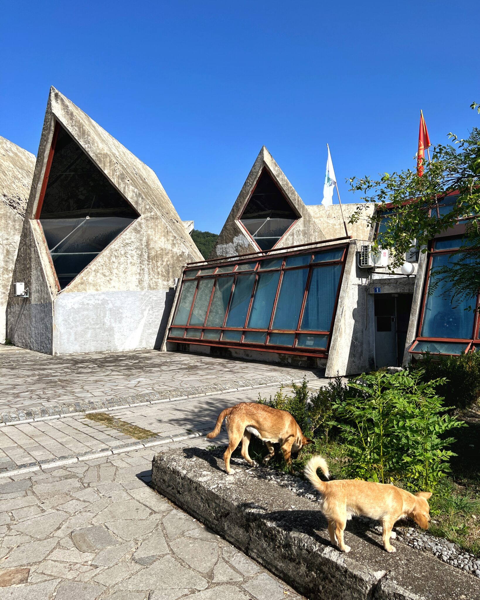 Czarnogóra Kolasin budynki psy