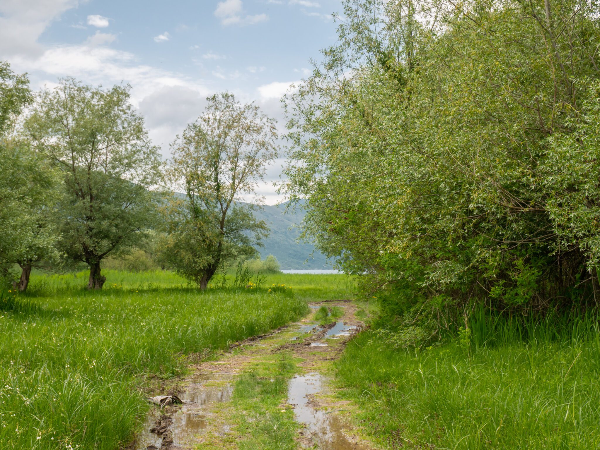 Albania Szkodra jezioro Szkoderskie droga