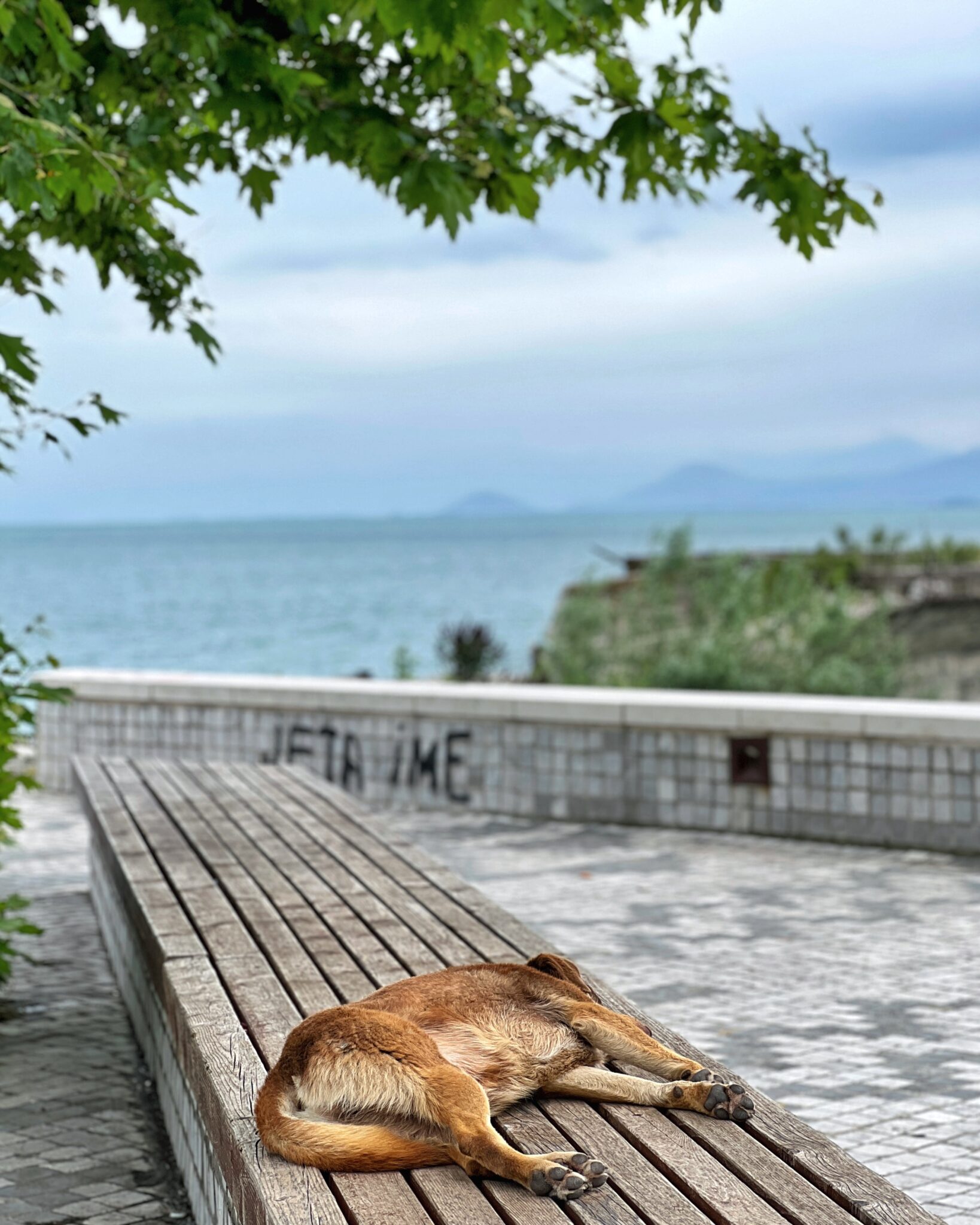 Jezioro Szkoderskie Shiroka pies