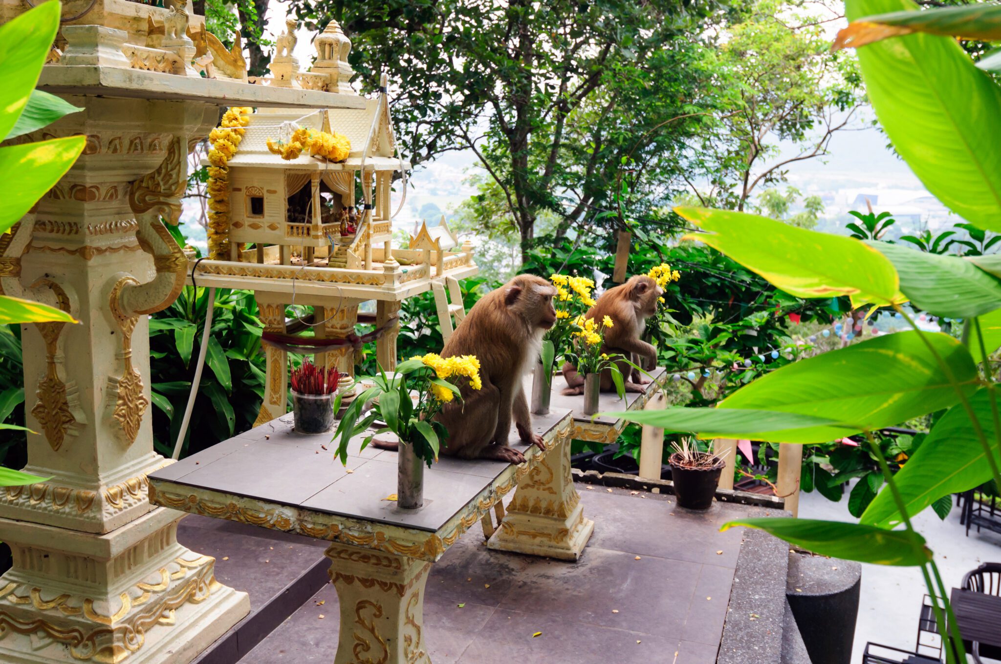Tajlandia Phuket Monkey Hill makaki