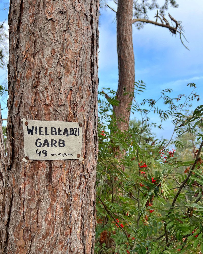 Krynica Morska Wielbłądzi Garb drzewo tabliczka
