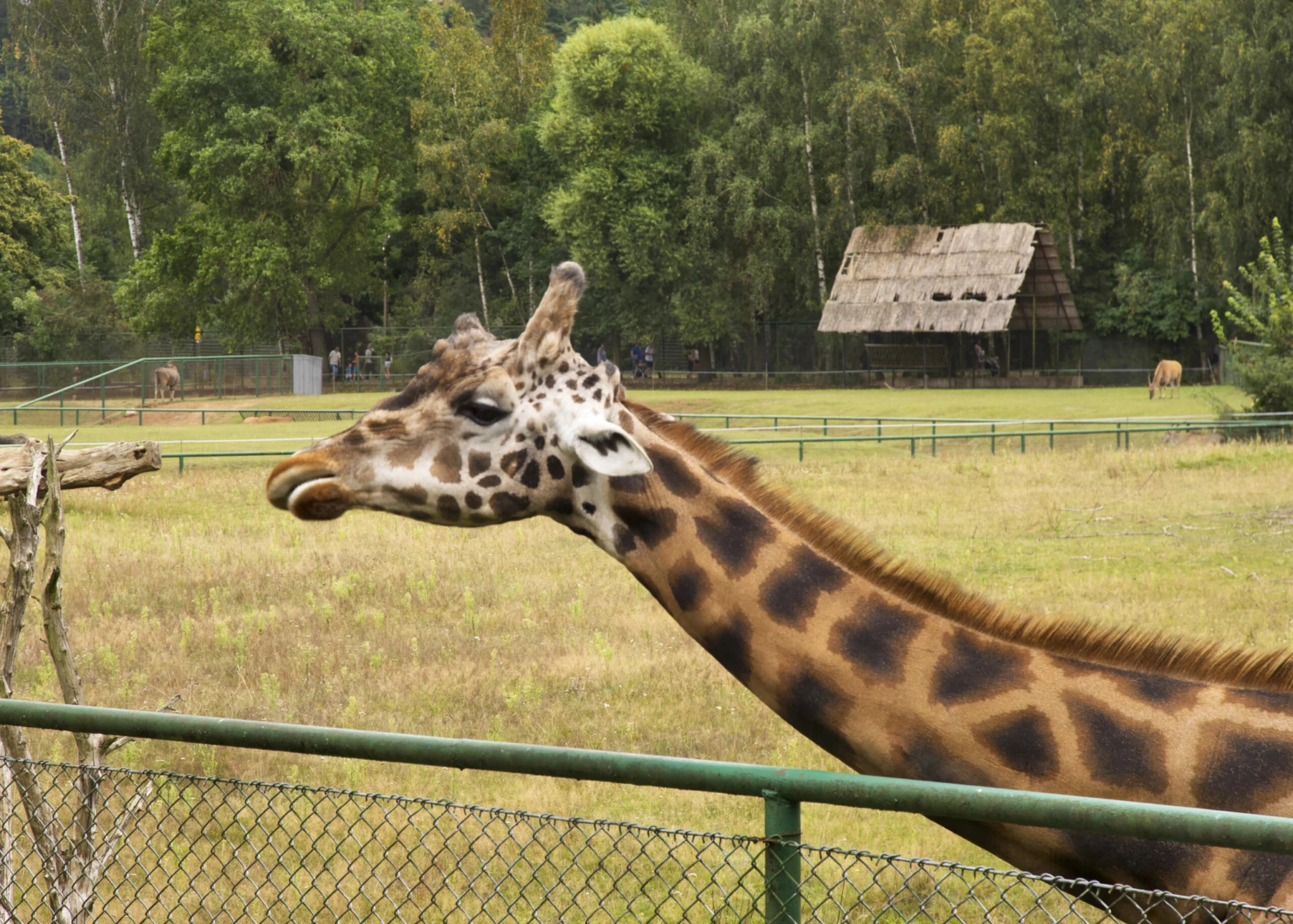 Zoo w Gdańsku