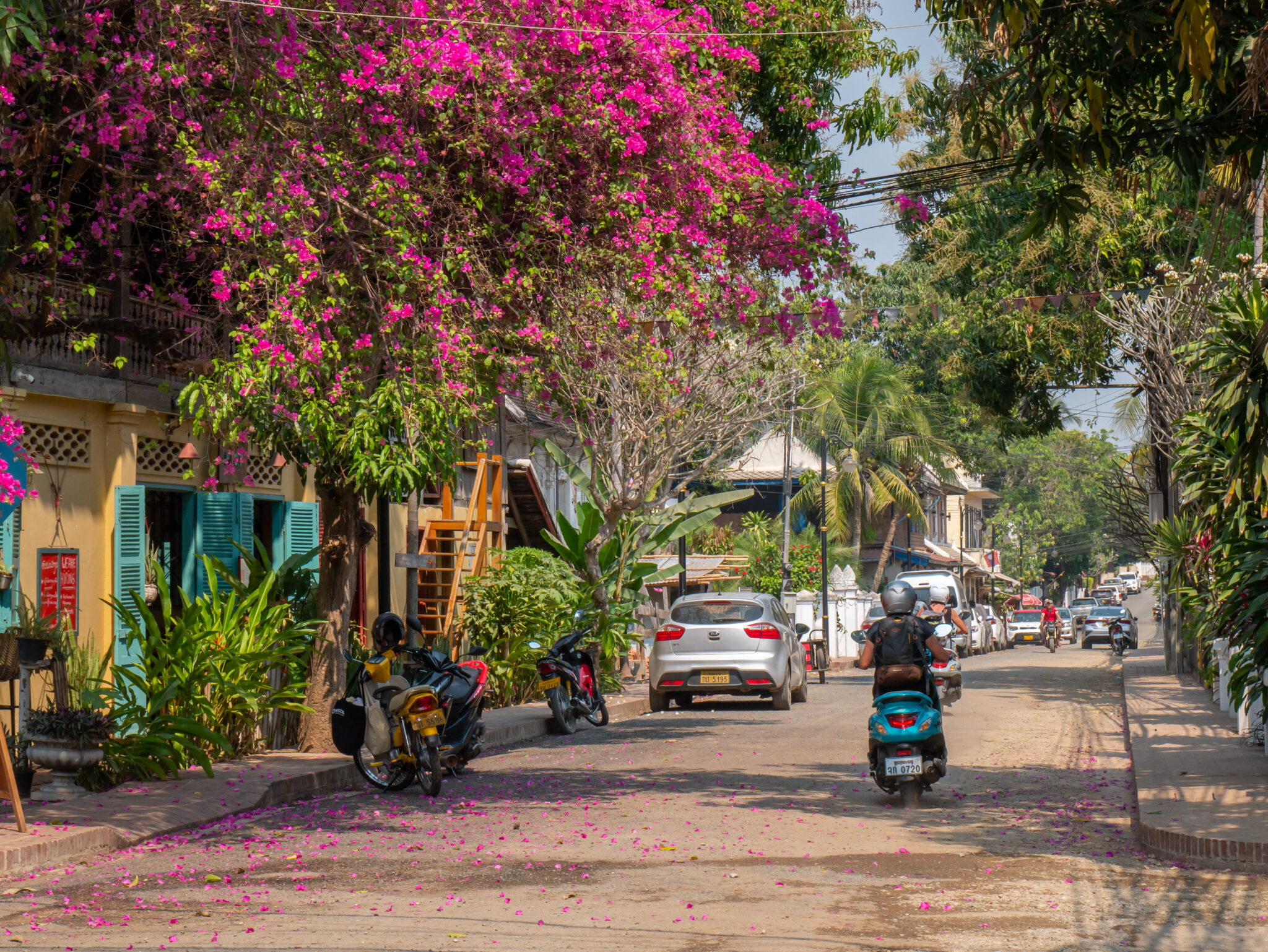 Laos Luang Prabang skuter ulica różowe kwiaty