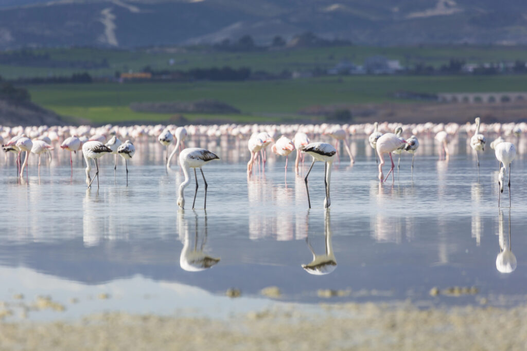 Cypr zimą atrakcje poza sezonem flamingi