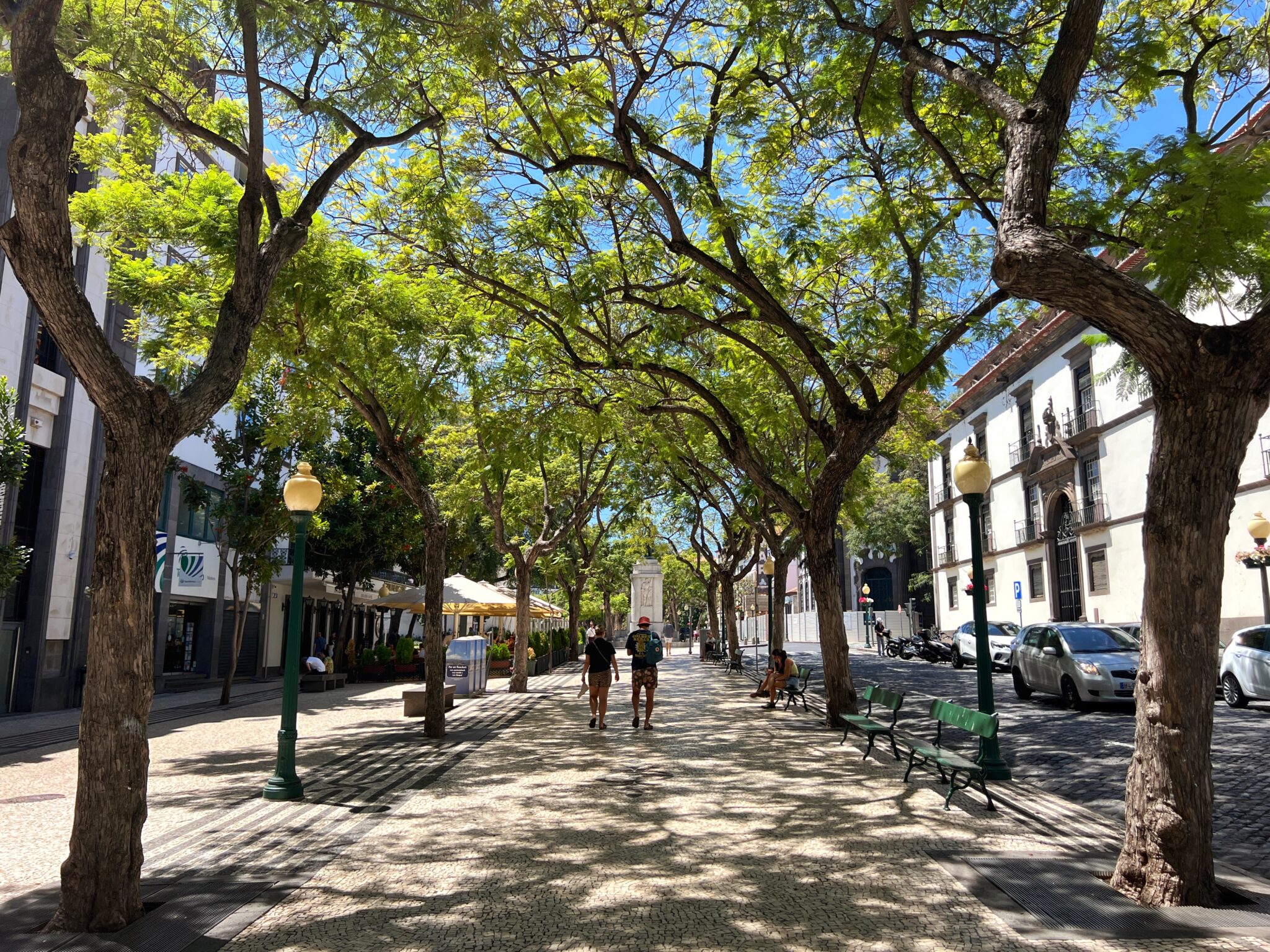 Funchal promenada drzewa