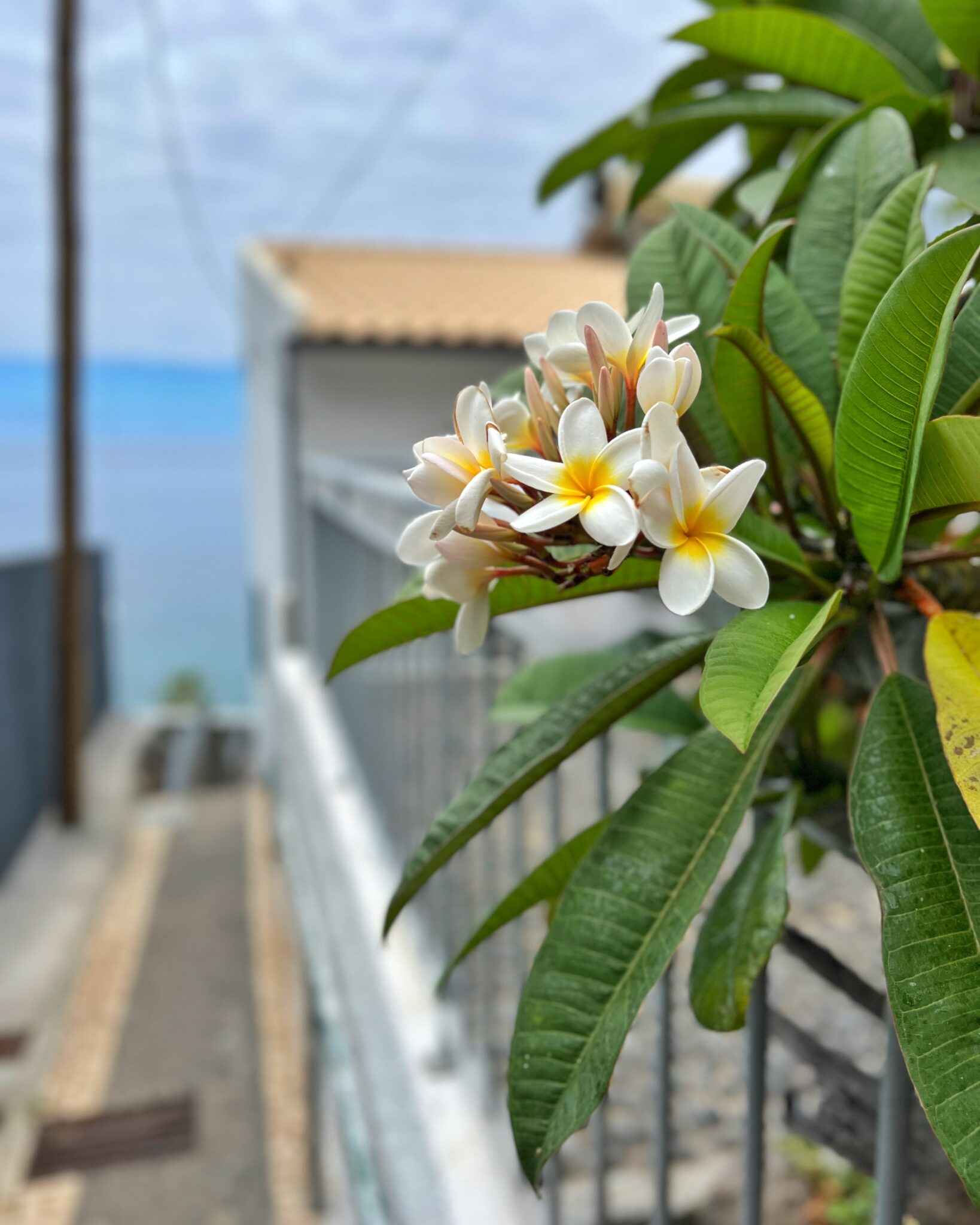 Madera Jardim do Mar kwiaty