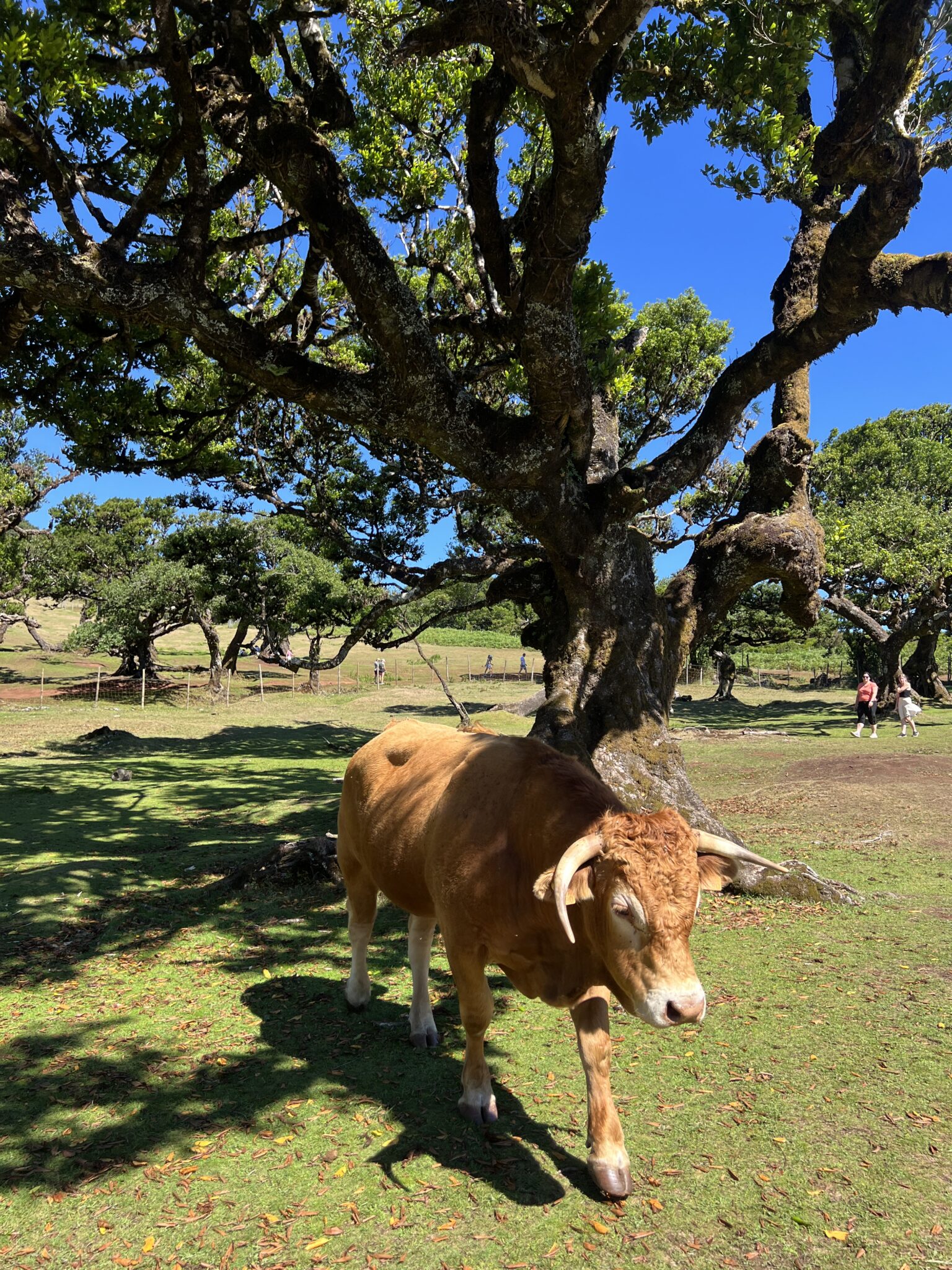 Madera las Fanal krowa