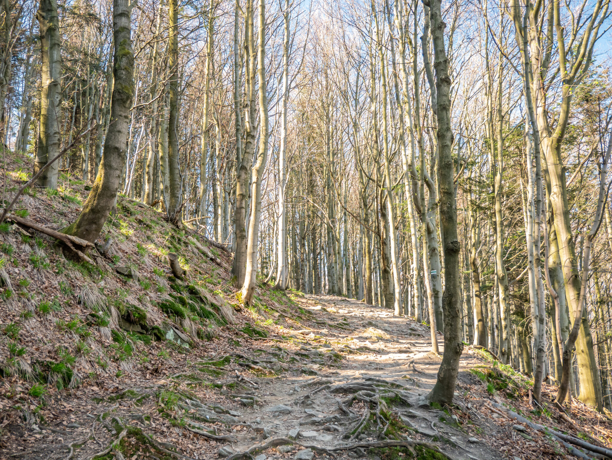 Beskidy szlak drzewa