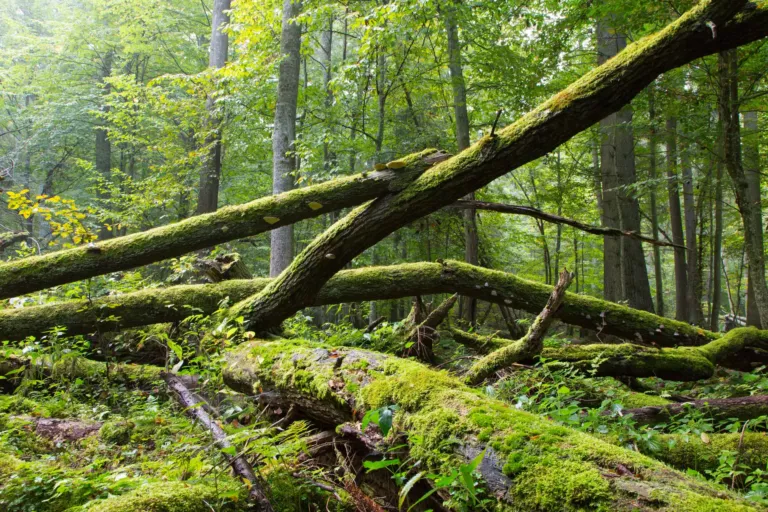 Puszcza Białowieska