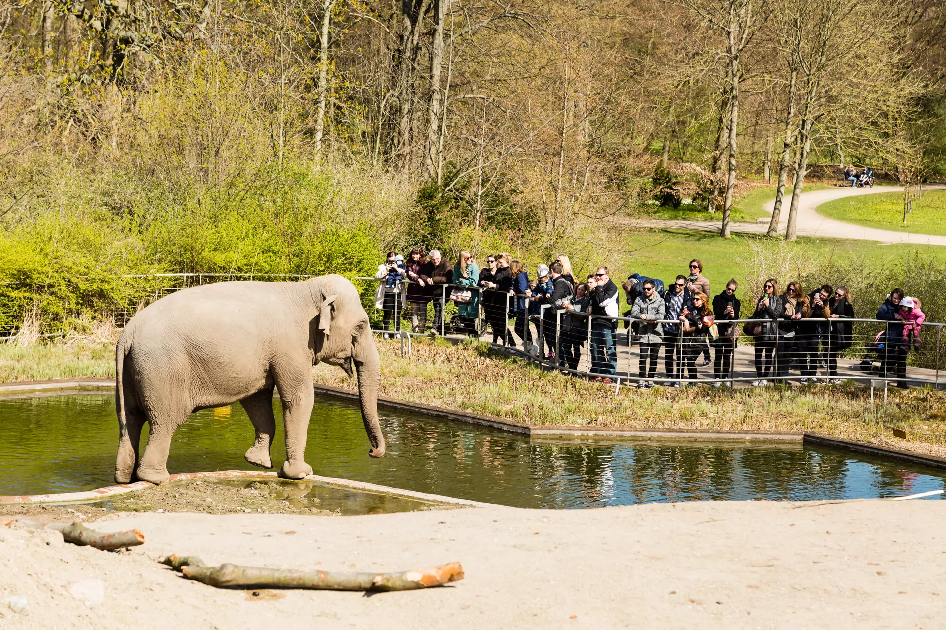 słonie w zoo, wybieg