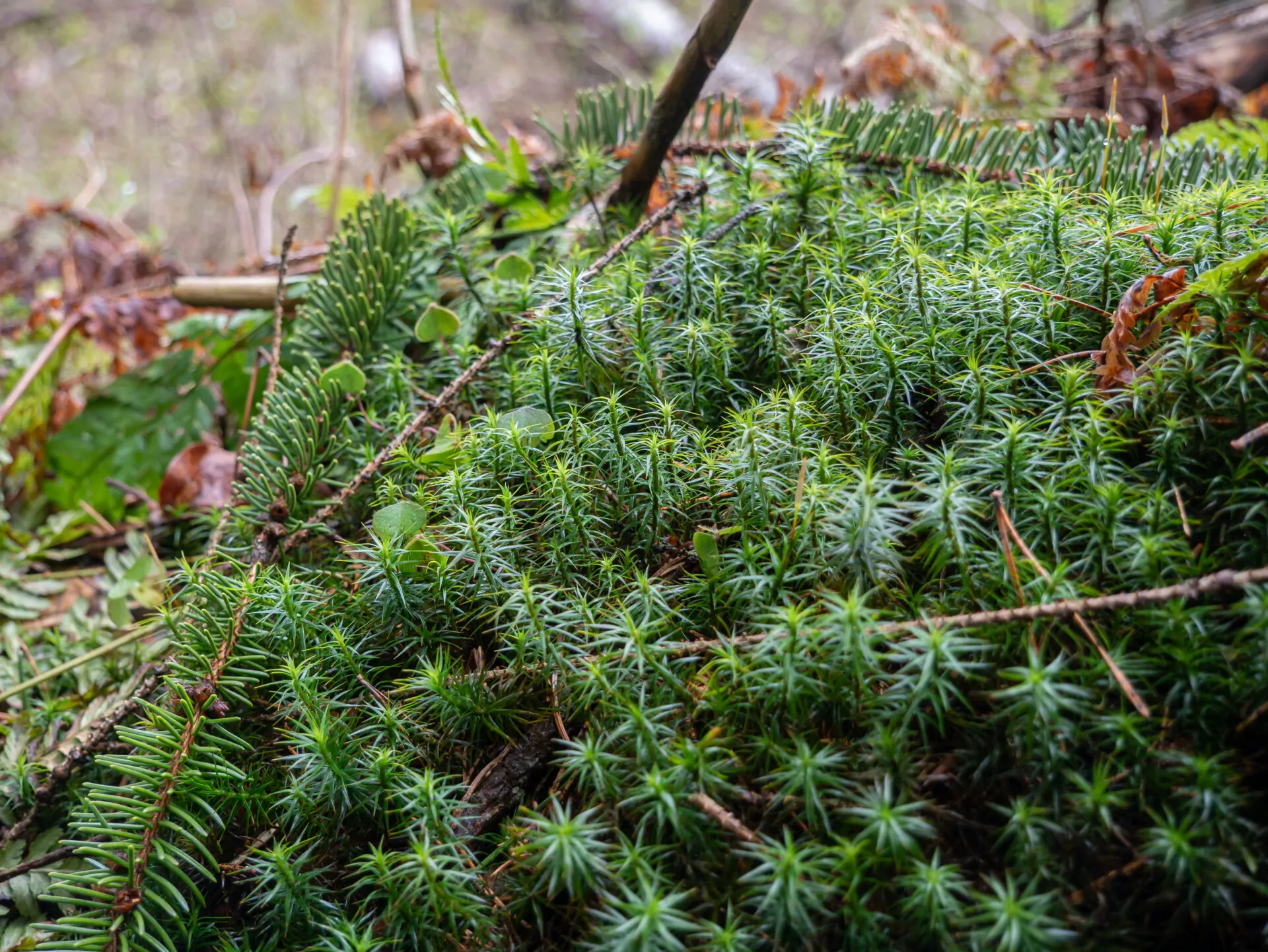 Karkonosze góry las płonnik jałowcowaty roślina natura trekking