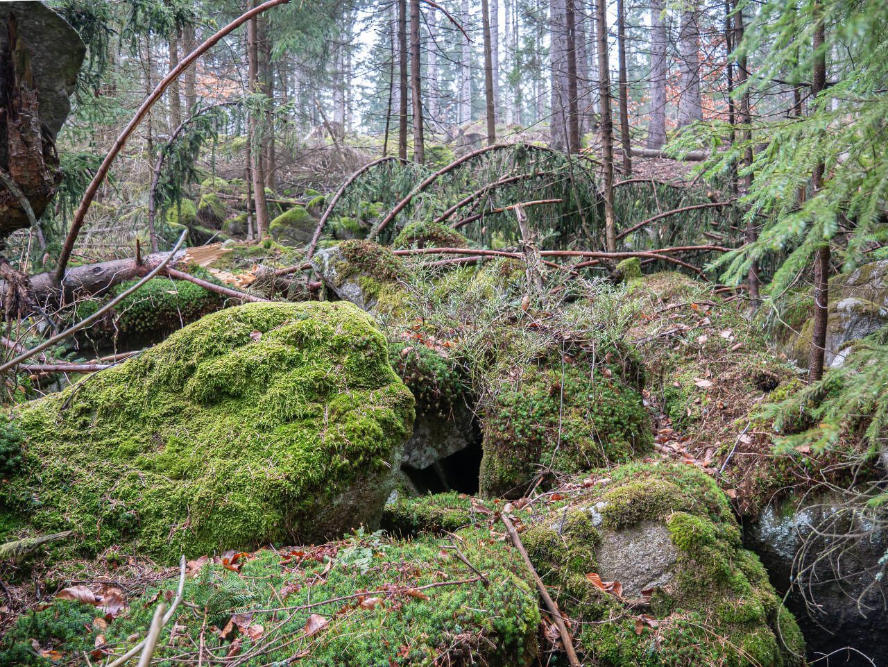 Karkonosze góry szlak las mech