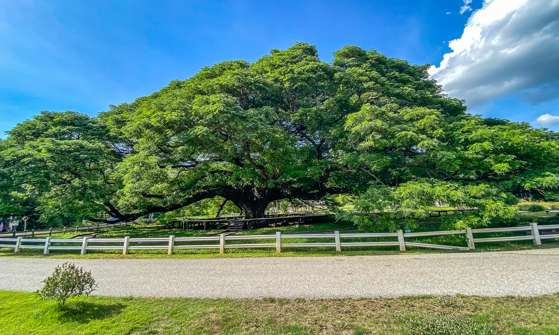 Giant Raintree Kanchanaburi