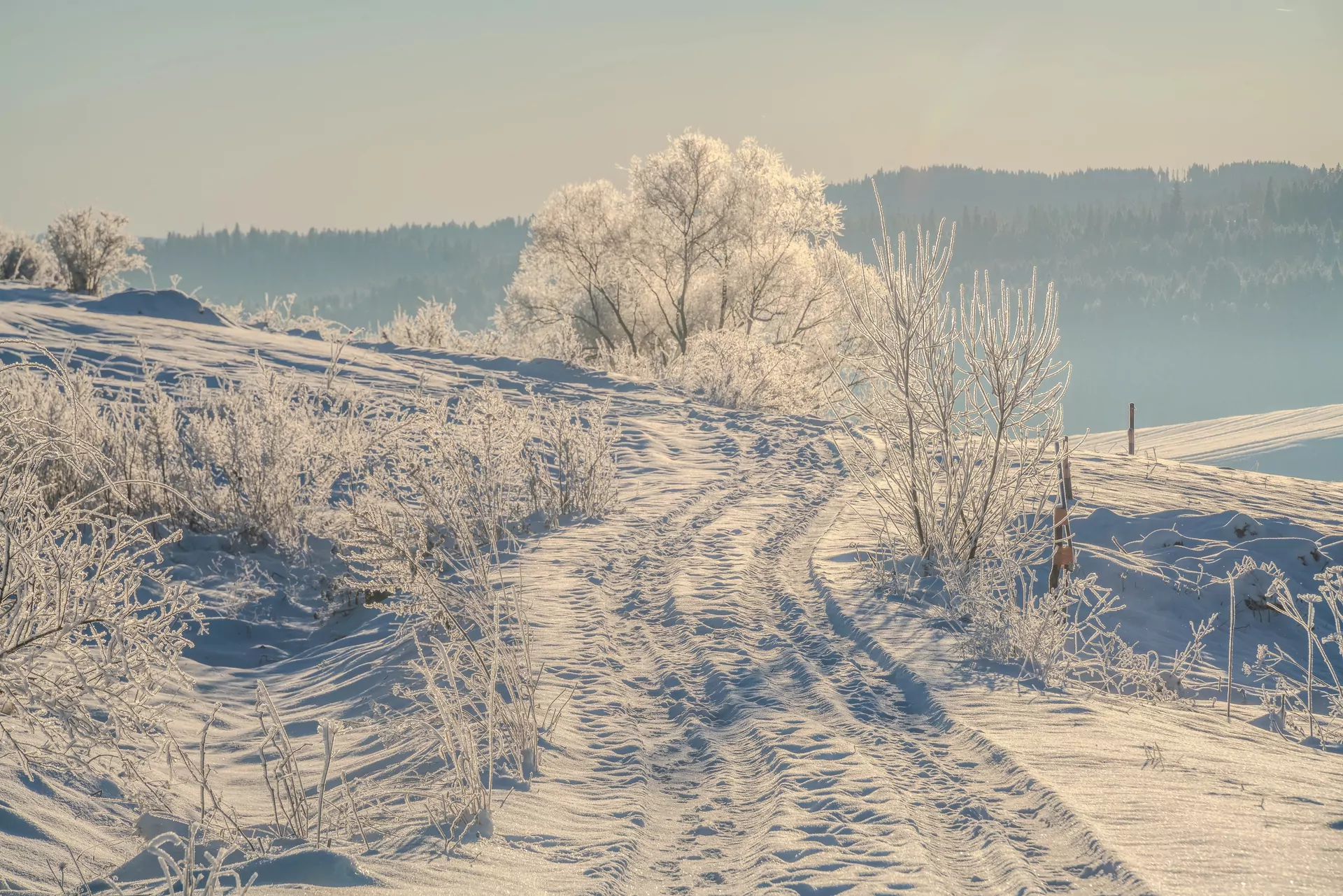 śnieg drzewa góry zachód słońca Pieniny zimą
