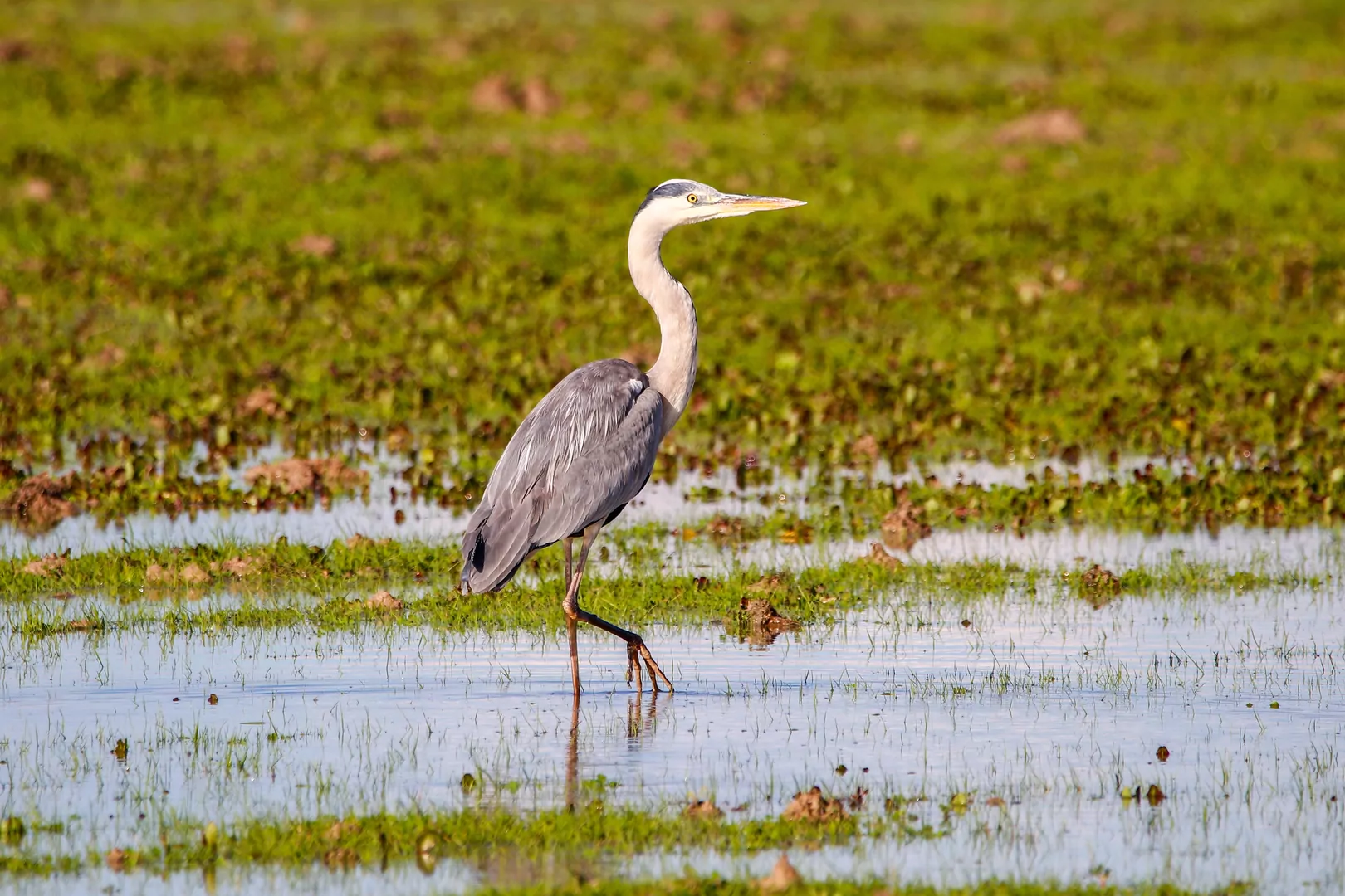 Park Narodowy Doñana Andaluzja