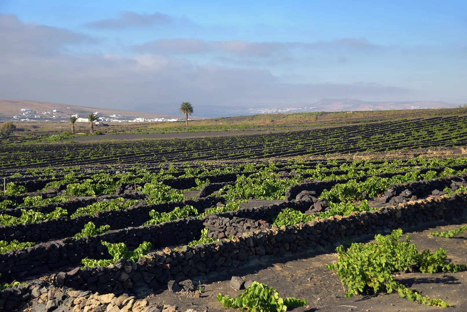 Winnice La Geria Lanzarote