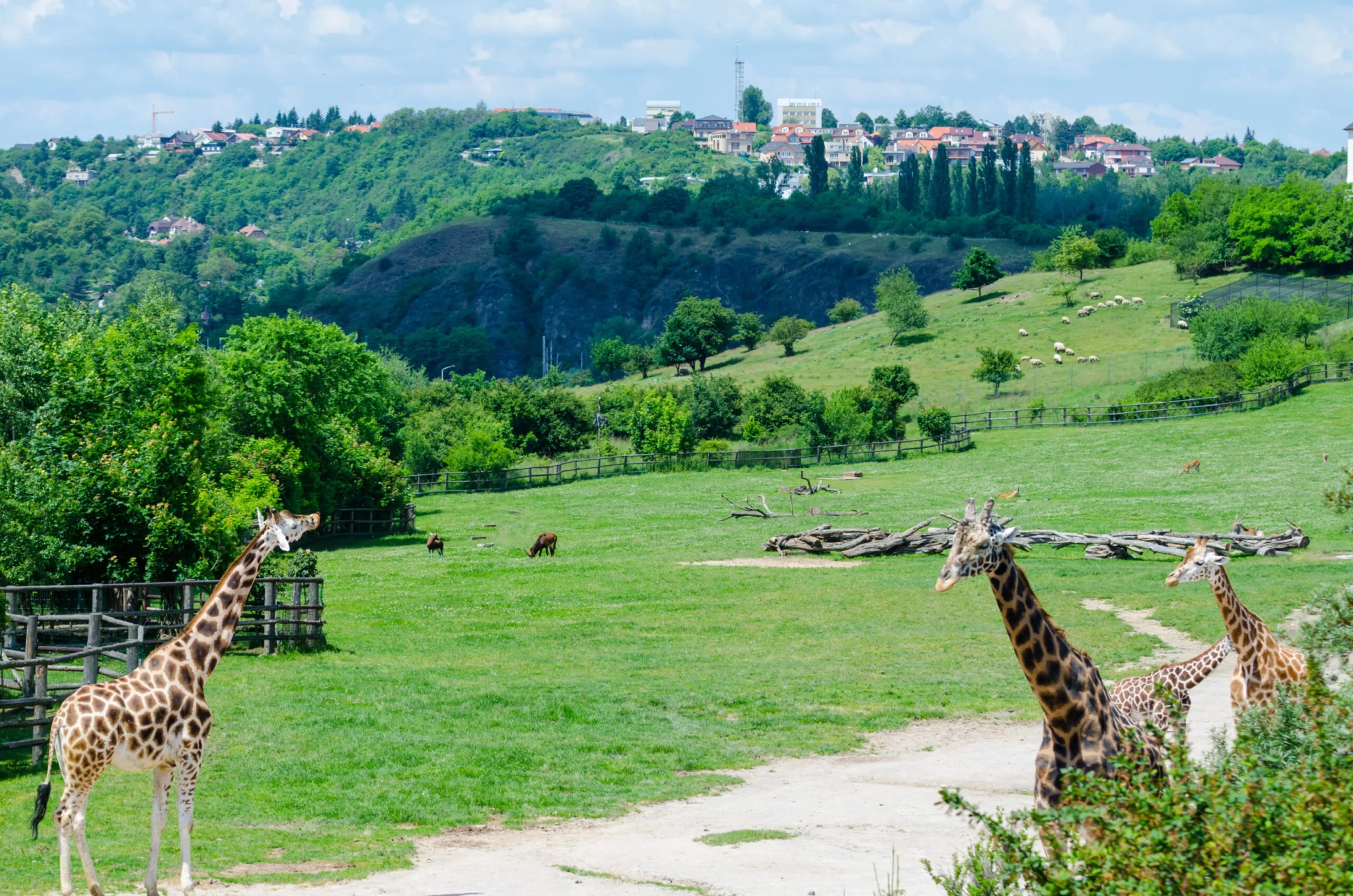 Zoo Praga