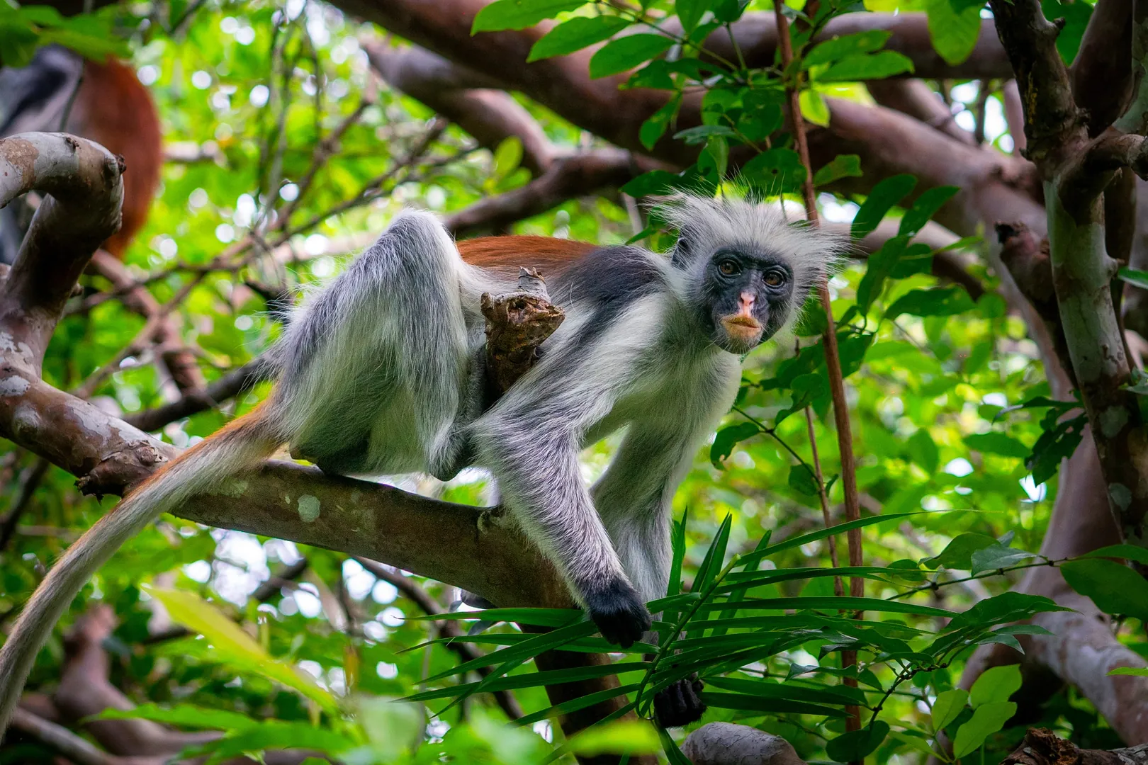Park Narodowy Jozani Zanzibar małpa