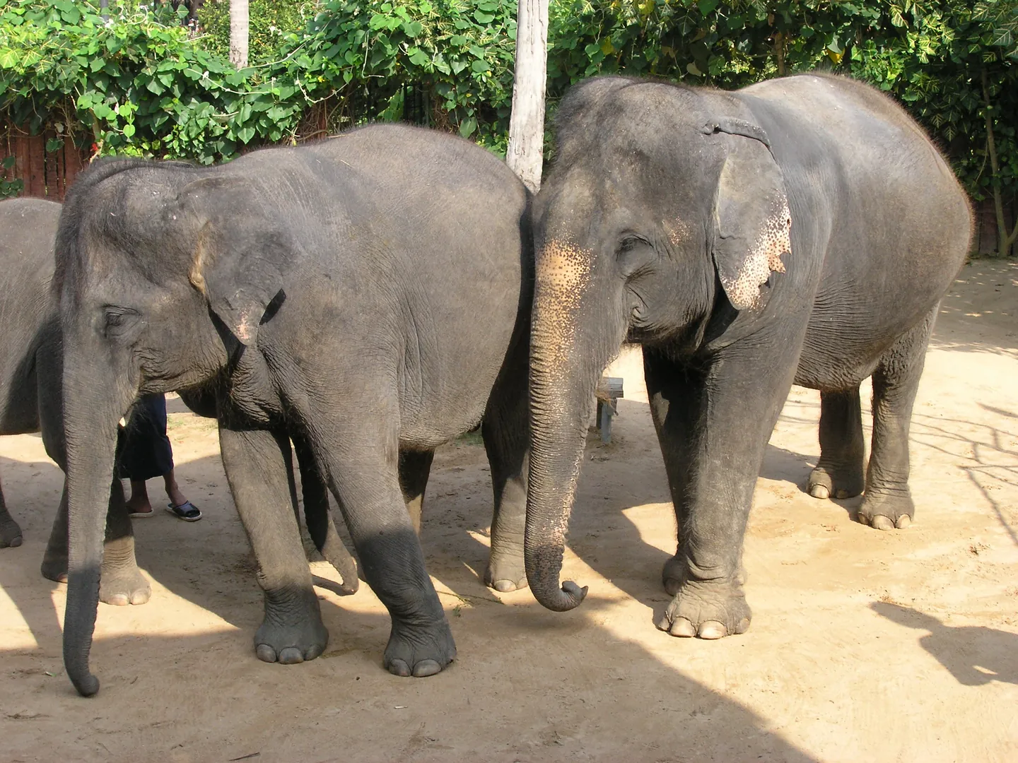 słonie Koh Samiu