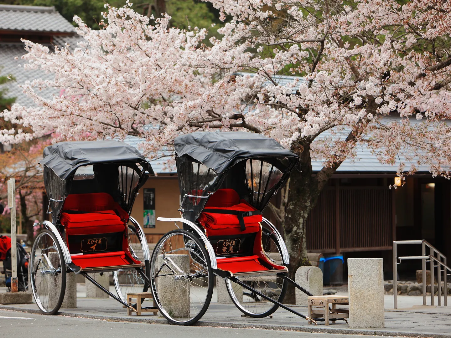Japonia ricksha z drzewa wiśni 