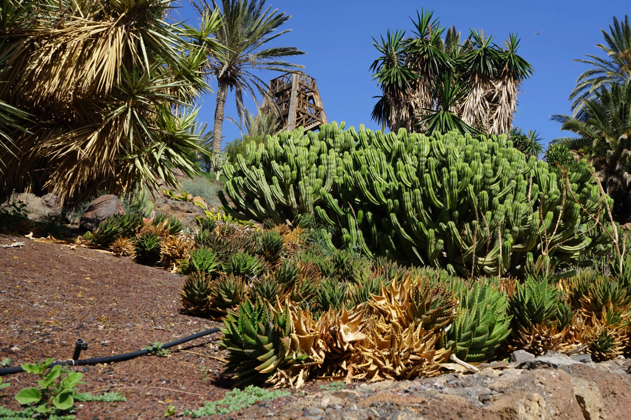 Oasis Wildlife Fuerteventura 