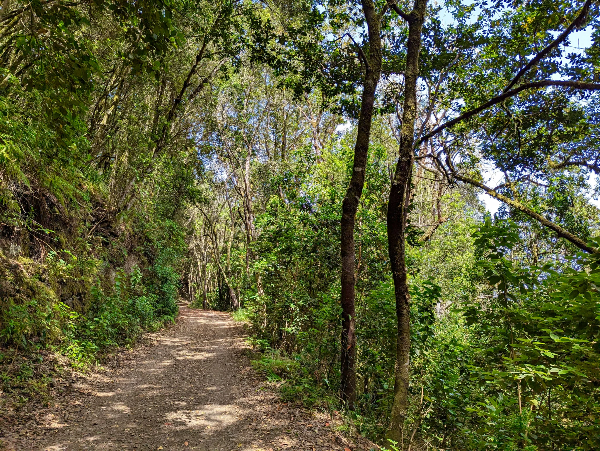 Track PR-TF 52 at Monte del Agua, Teno rural Park, Teneryfa