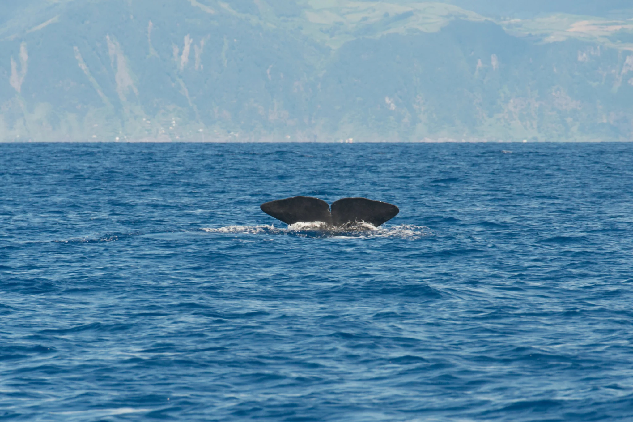 whale watching